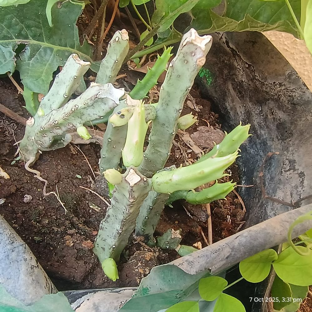 Kallimulaiyan Herbal Plant  