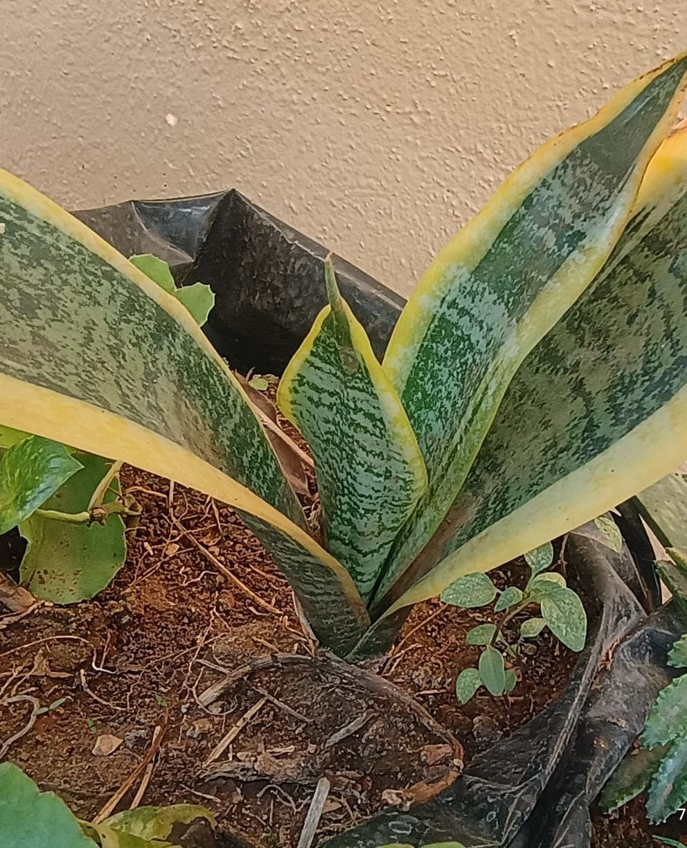 Snake Plant  