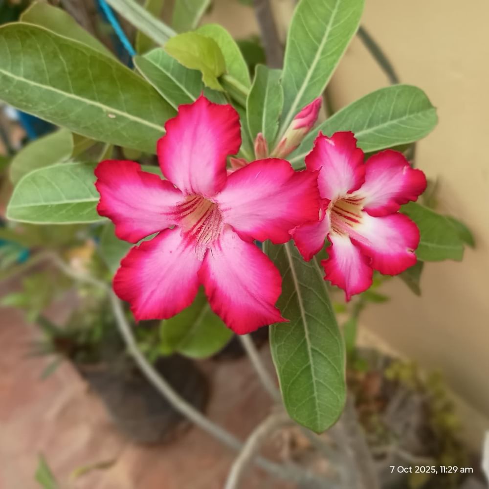 Adenium Flower Plants   