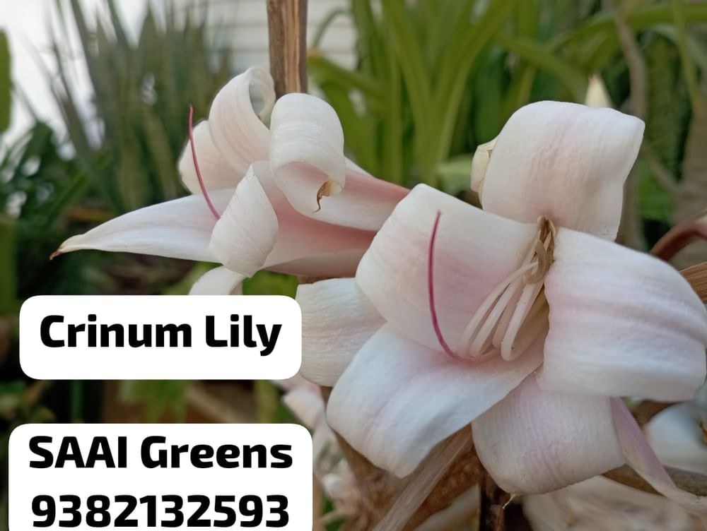 Crinum Lily Bulbs  