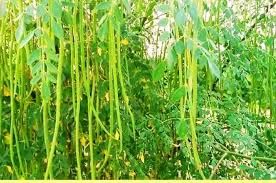 Moringa / Drumstick Seeds  