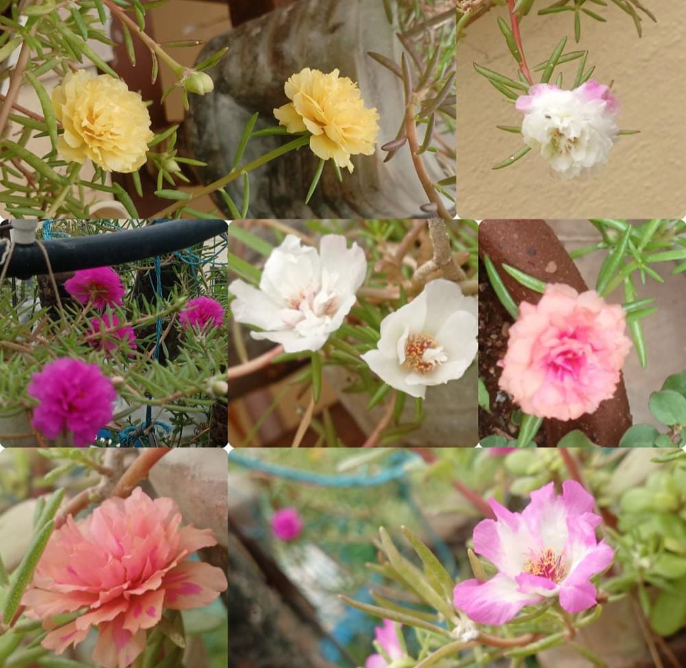 Table Rose / Mass Rose / Portulaga  