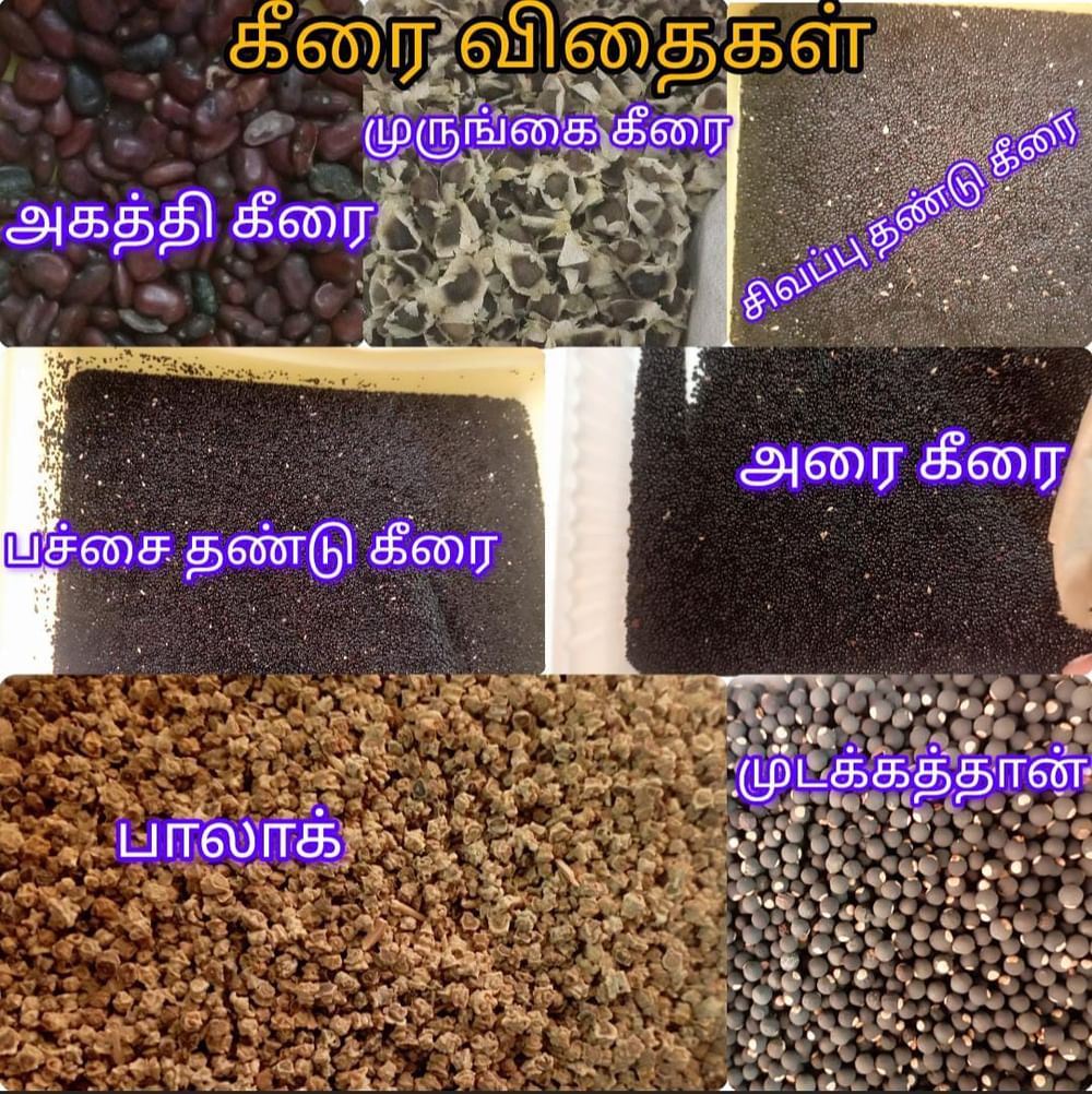 Greens Leaves Seeds Pack Of 7 Types  