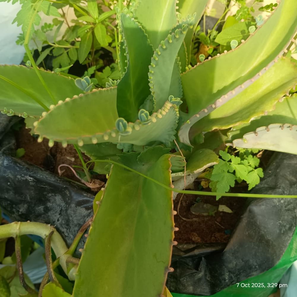 Mother Of Thousands  