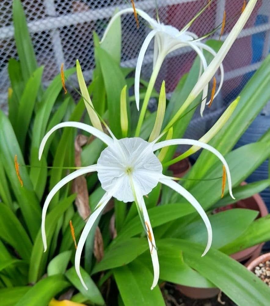 Spider Lily  