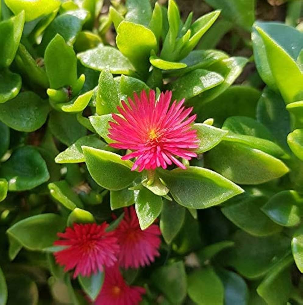 Baby Sun Rose Hanging Flower Plants  