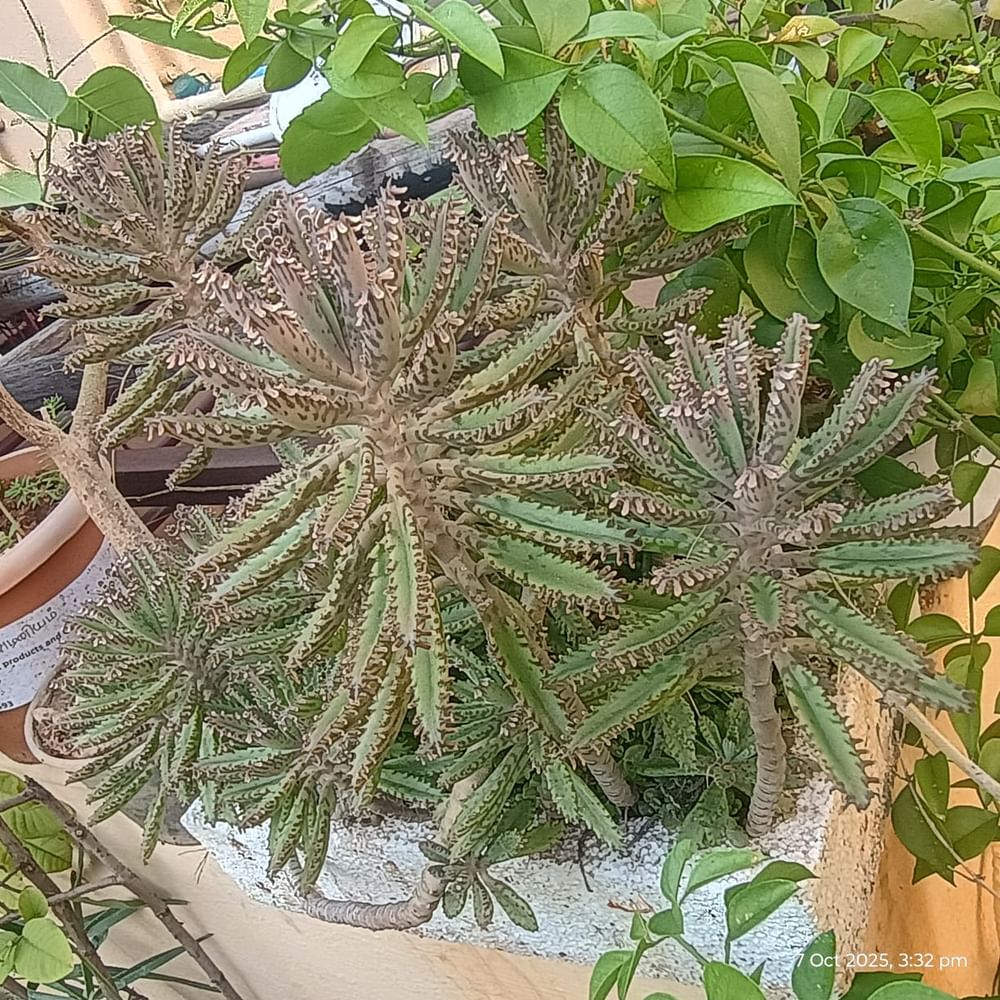 Mother Of Million Plants  