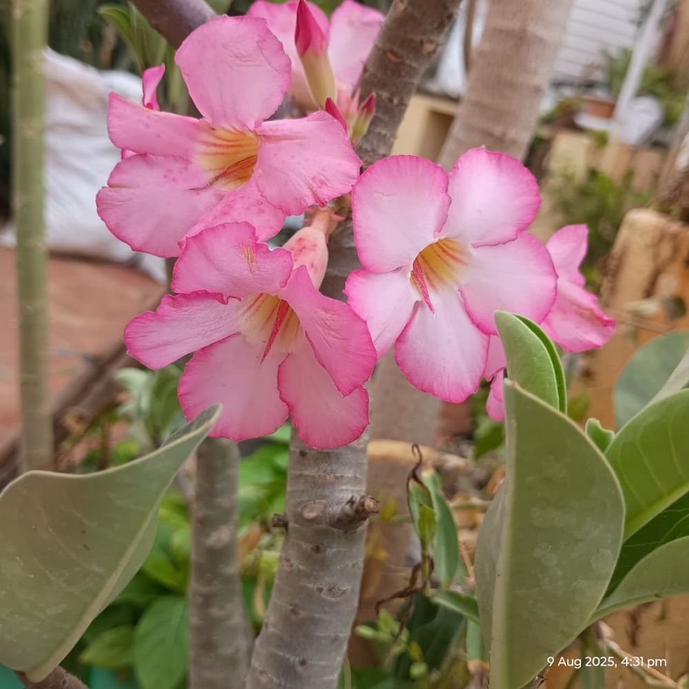 Adenium Flower Plants   