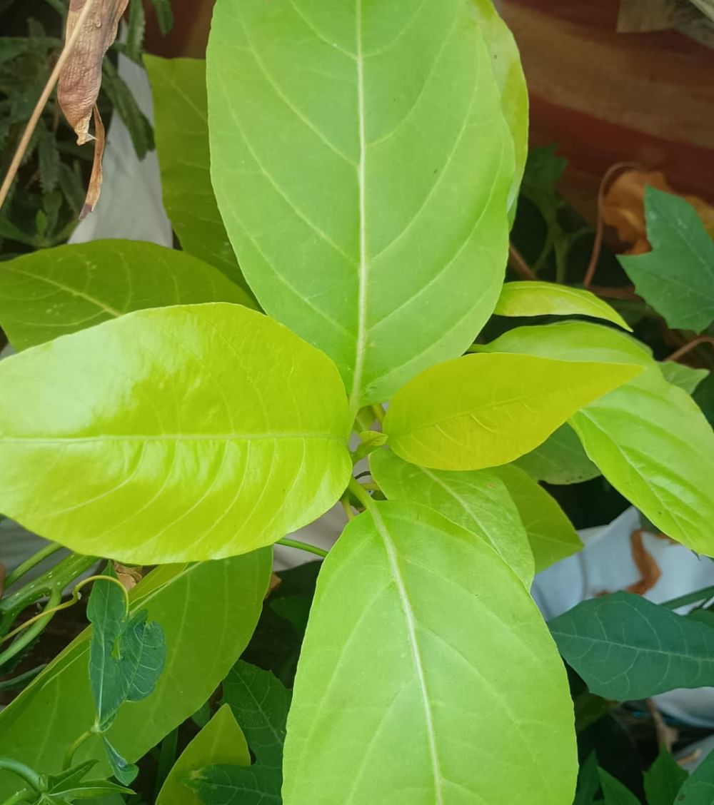Latchakottai Keerai Herbal + Ornament  