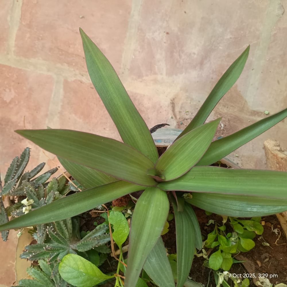 Rheo Ornamental Plant  
