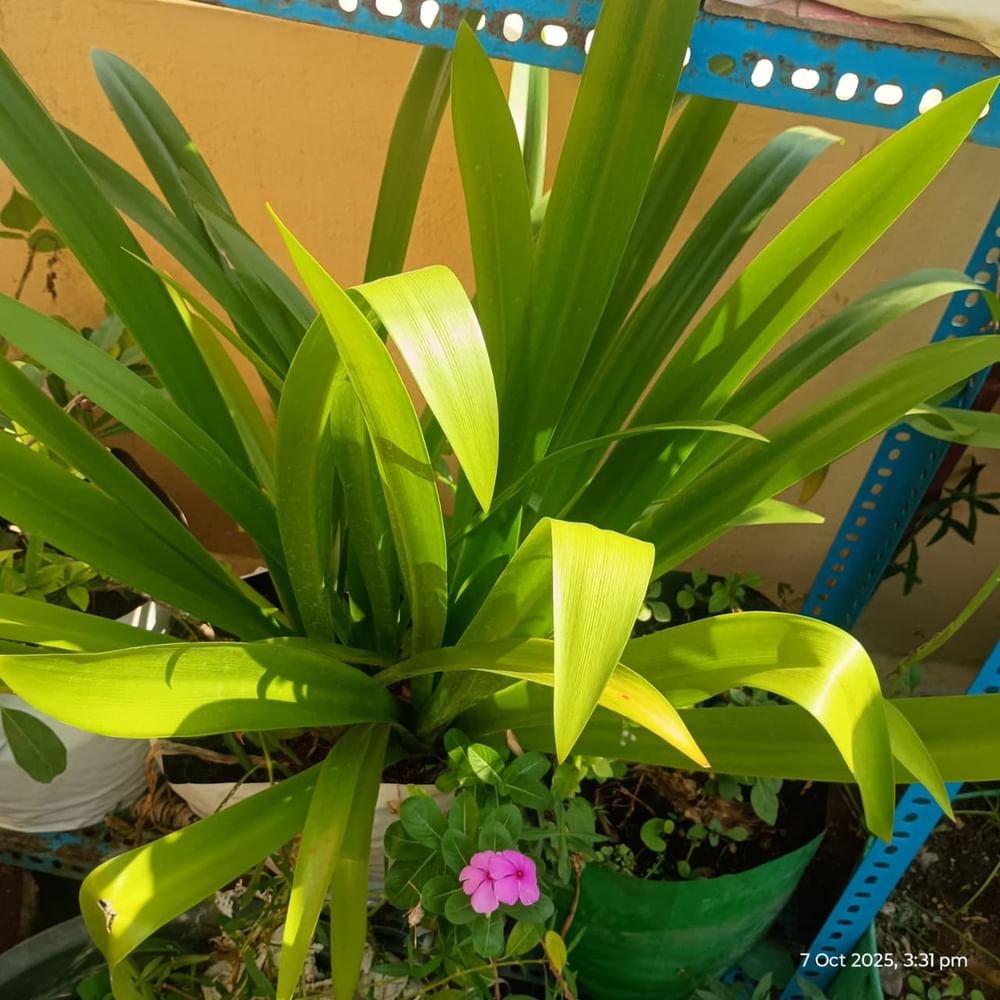 Amarlily Plant   