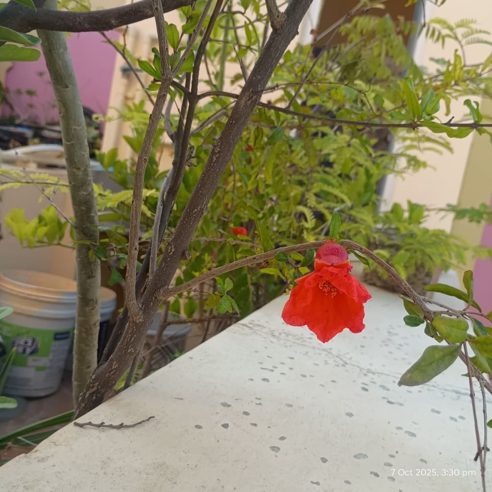 Pome Granate Plants  