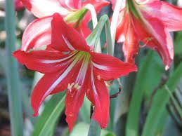 Amarlily Plant   