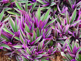 Rheo Ornamental Plant  