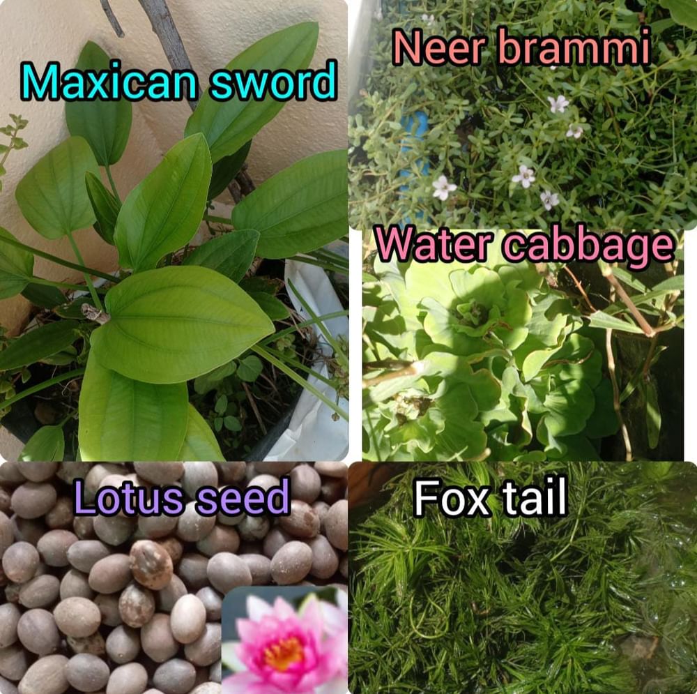 Aquatic Plants COMBO Offer  