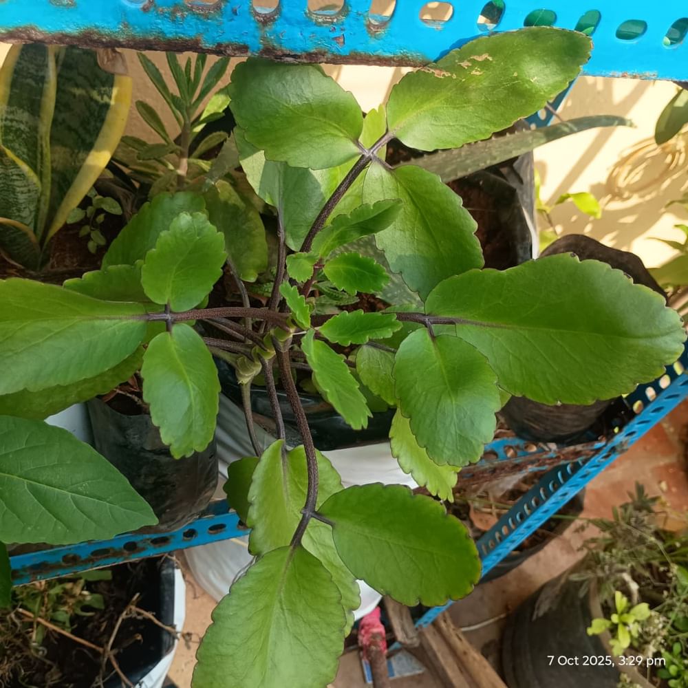 Ranakalli Herbal Plants  