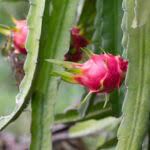 Dragon Fruit Plant  