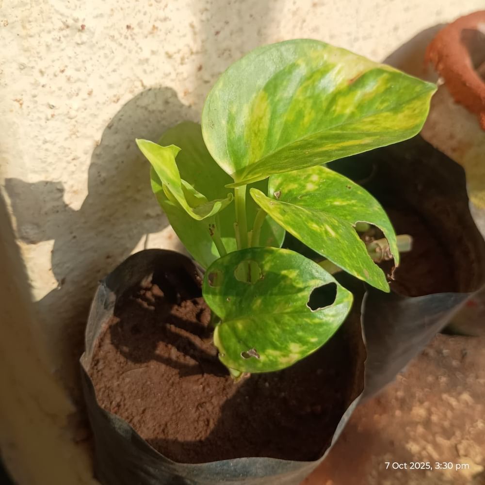 Money Plant Various Types  