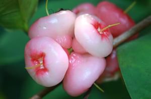 Water Apple Plant  