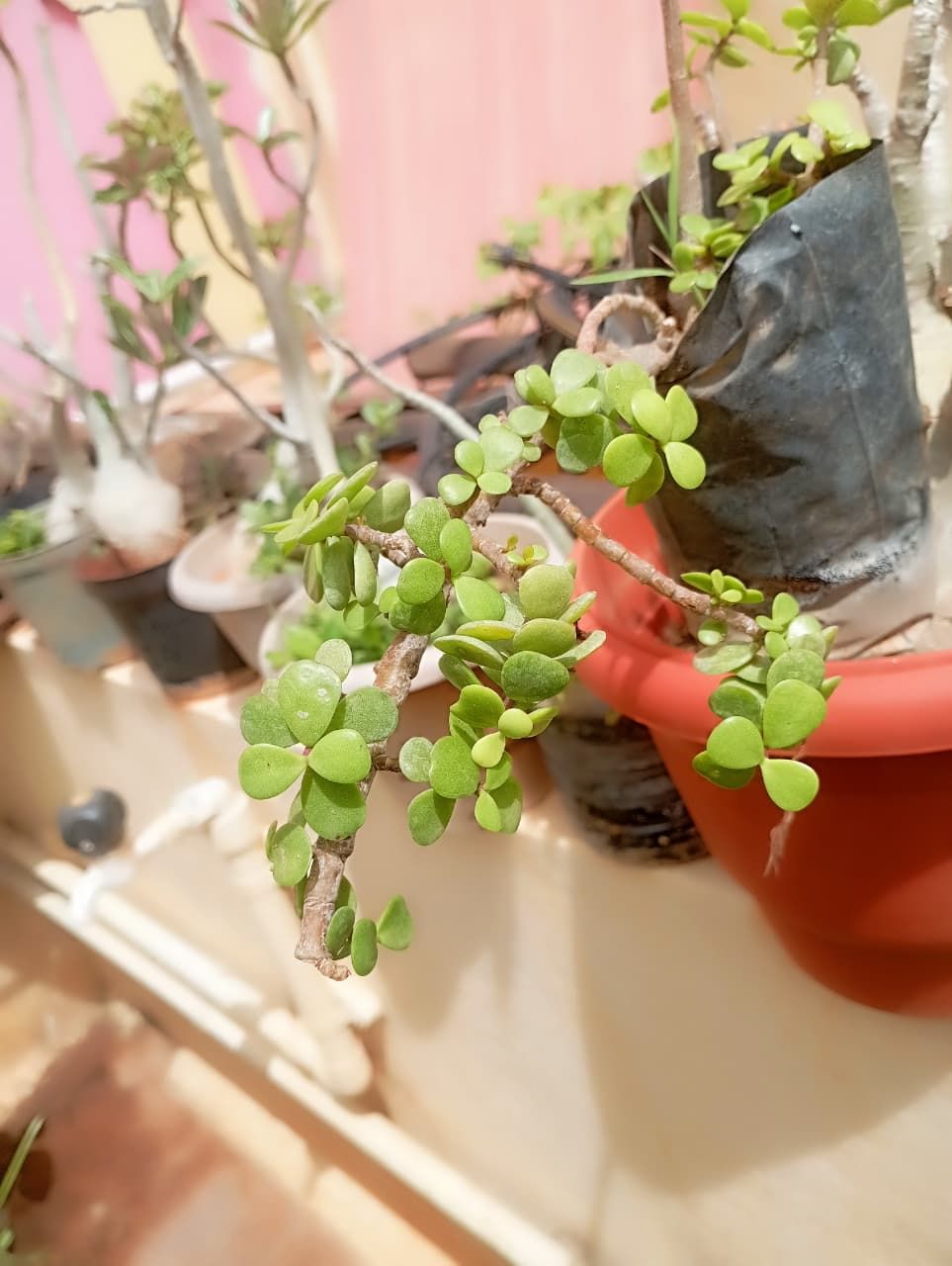Jade Plant  