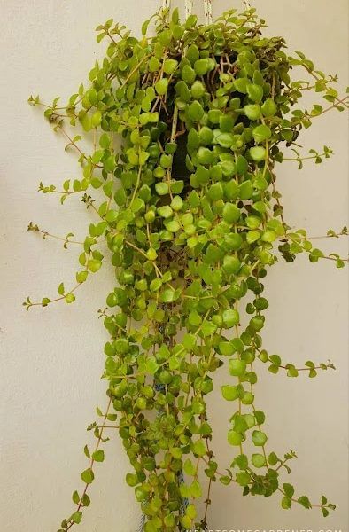 Tangled Heart Hanging Plants   